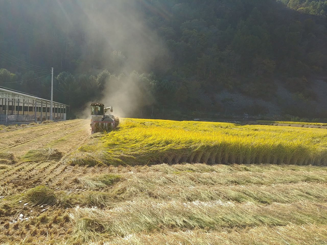 만생종인 삼광벼를 수확하는 모습이다.