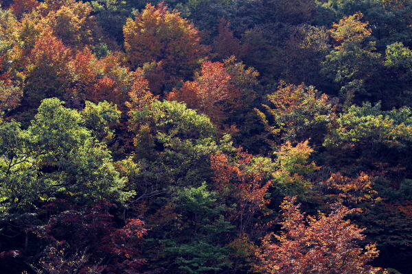 가을이 농익어가는 하동 의신마을