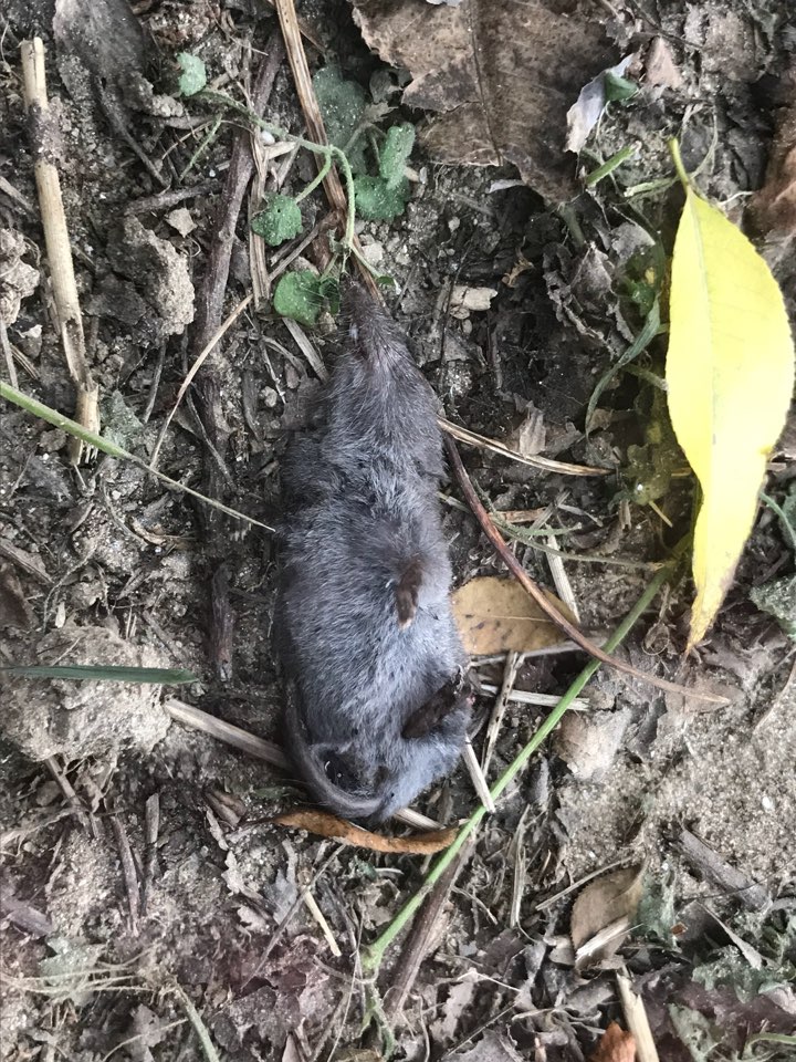 산책로주변에 죽어 있는 땃쥐의 모습