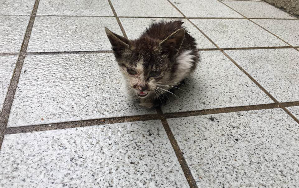 지난 8월 어미에게 버림 받은 새끼 고양이를 붙잡아 병원에 데려간 적이 있었다. 그러나 이 녀석은 끝내 살리지 못했다. 