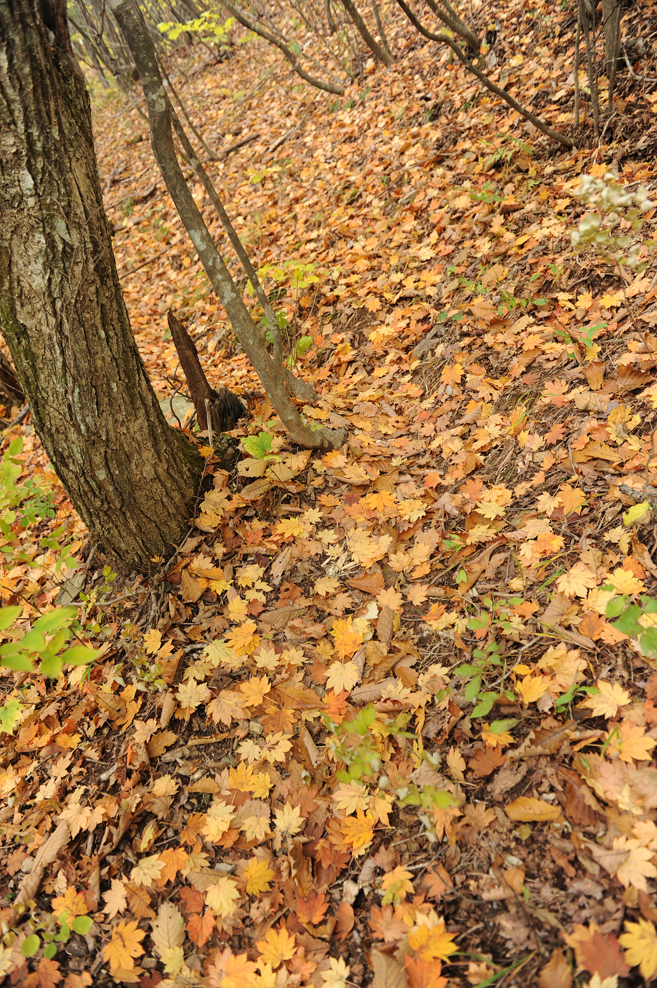 낙엽이 수북이 쌓인 산길을 걸으며 눈은 눈대로 아름다움에 취하고 발은 발대로 편안함에 취합니다.