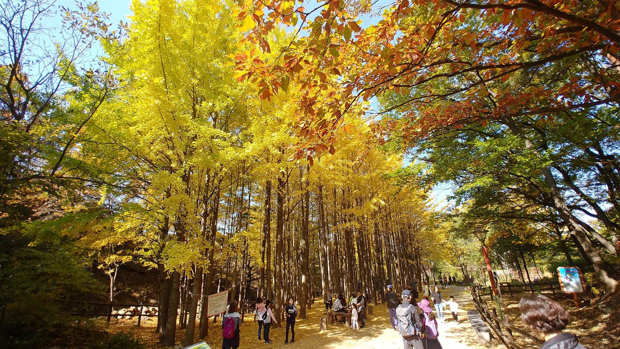 마실길 입구 은행나무 군락지 노랗게 물든 은행나무 숲에서 일용할 간식으로 하나되는 답사였다.