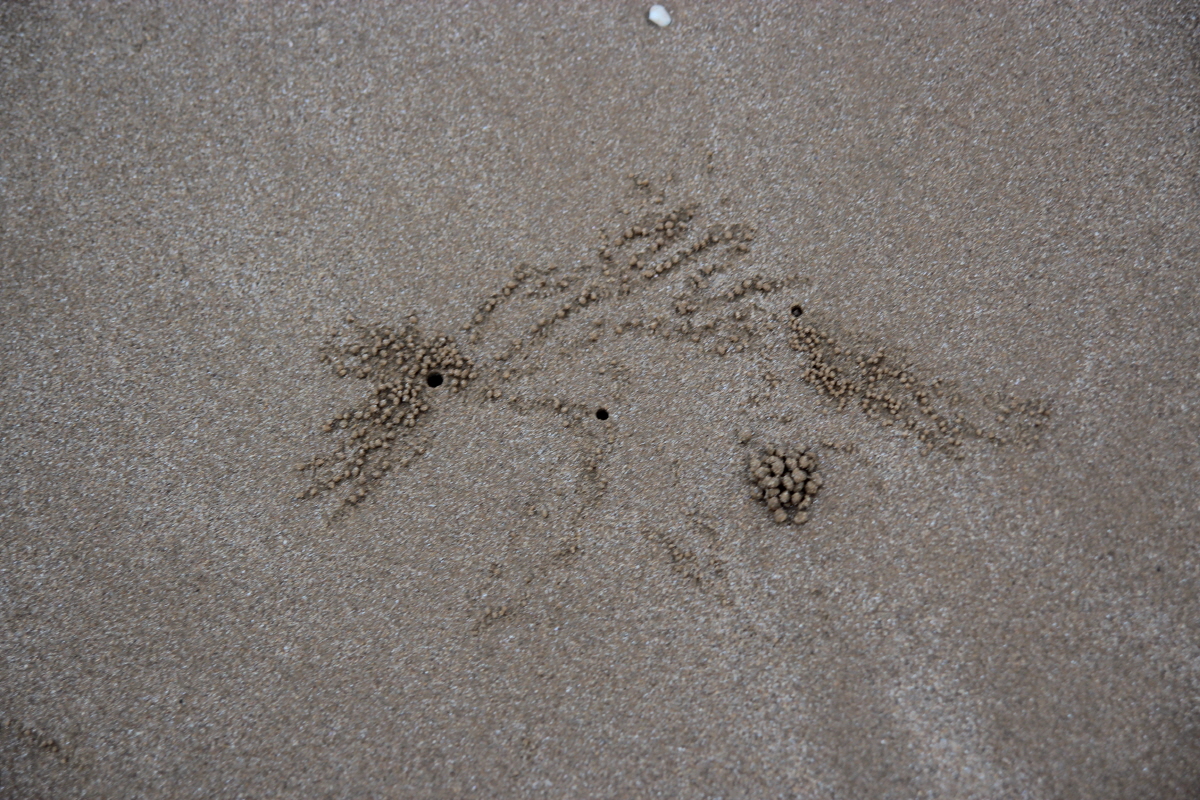 내가 걷는 해변 인생길에서 만나는 작은 게들이 적어놓은 별자리 암호가 난해하기만 합니다.