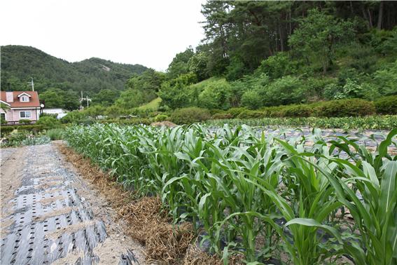 옥수수는 식량이라기보다 간식용이다.
그리고 옥수수는 치아와 잇몸이 부실한 사람의 치료에 도움이 된다고 알려진 식품이다. 
옥수수는 조경용으로도 그만이다.