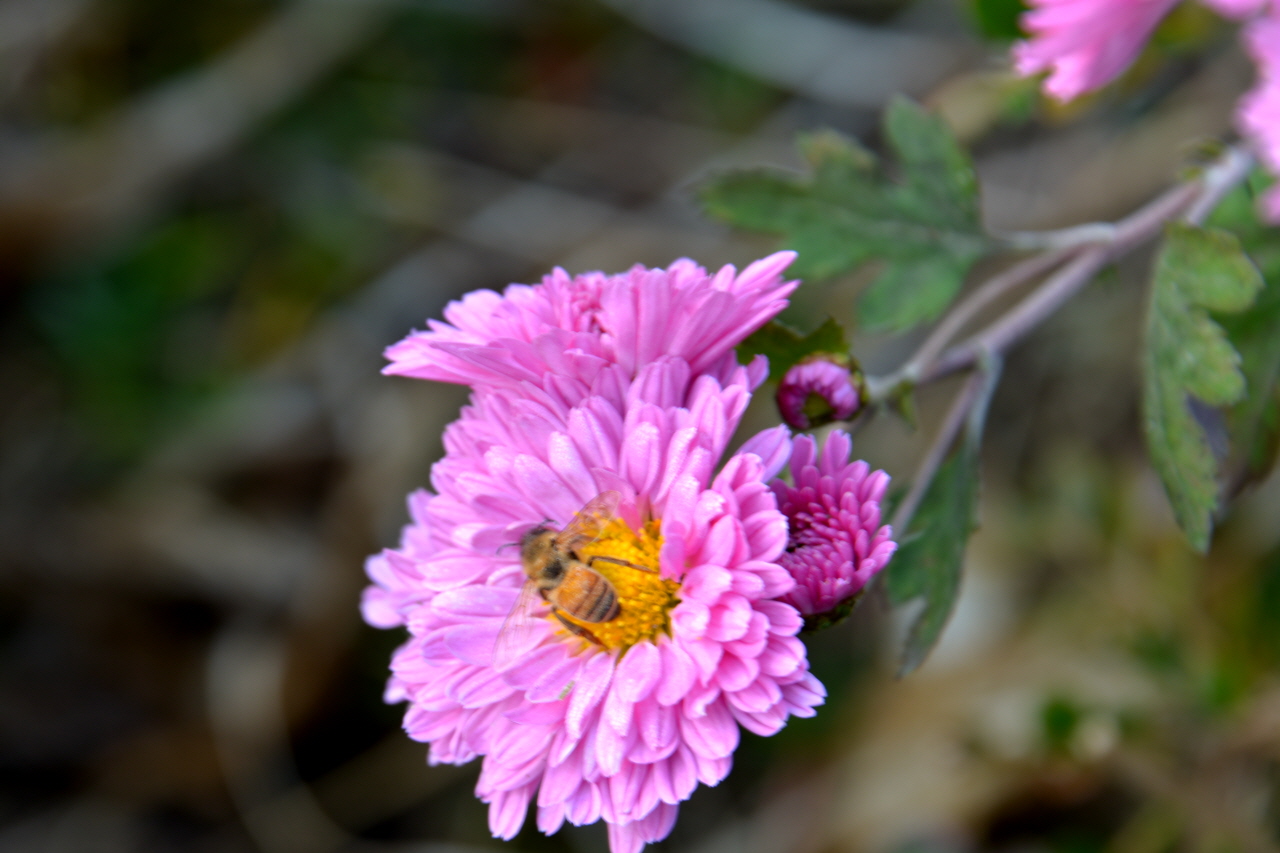국화꽃 꿀을 빨아먹다 얼어버린 꿀벌