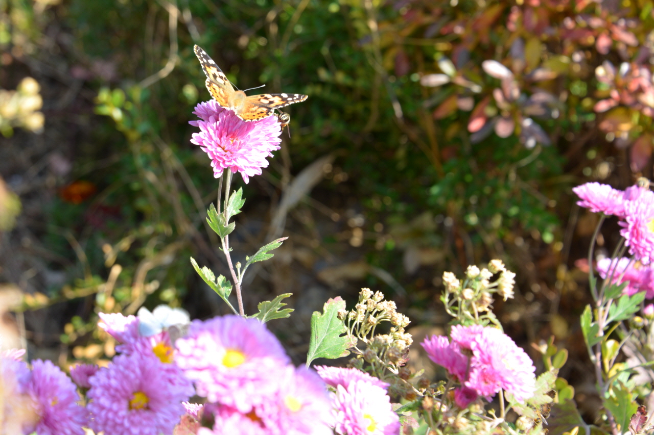 국화꽃에 몰려드는 나비와 벌