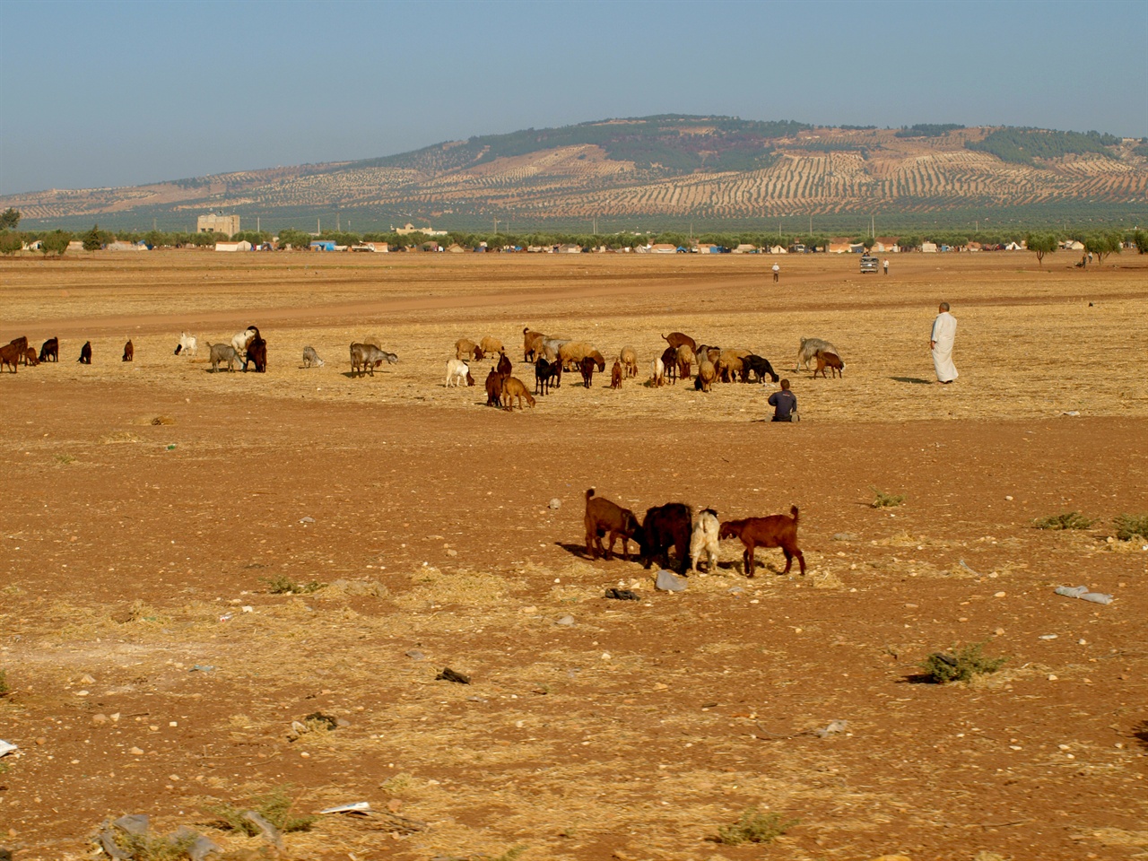터키에서 국경을 너머 조금만 가면 너른 평야에서 가축들이 풀을 뜯고 올리브 나무가 숲을 이루고 있는 전형적인 시리아의 시골 풍경이 펼쳐진다 