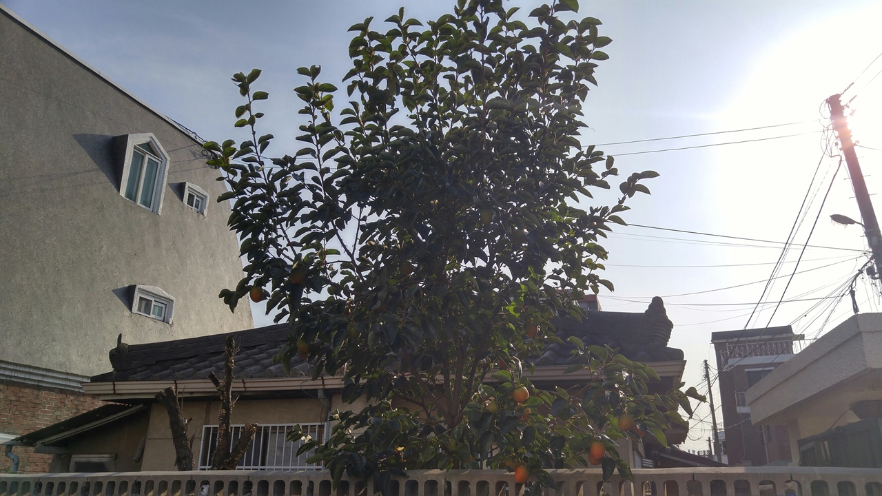명주동 골목의 가을을 살찌우고 있는 감나무