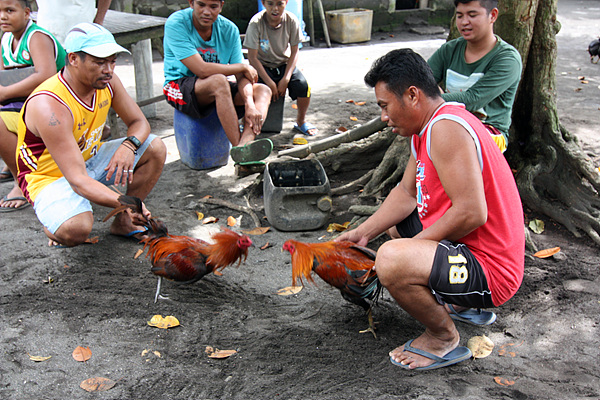 따알화산을 구경하고 내려오는 도중 마을 사람들이 닭싸움 시키는 장면을 목격했다