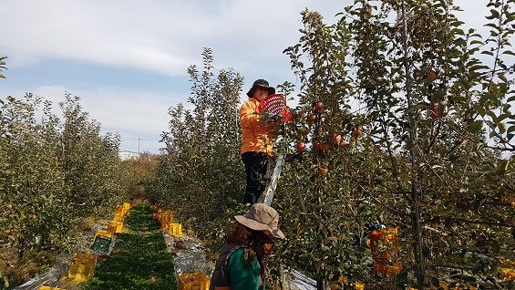  사과 수확 경력 2년차 이상에게만 허용된다는 사다리 위에서의 사과 따기.예산홍성환경운동연합 김영우 사무국장이 사다리 위에서 사과를 따고 있다. 