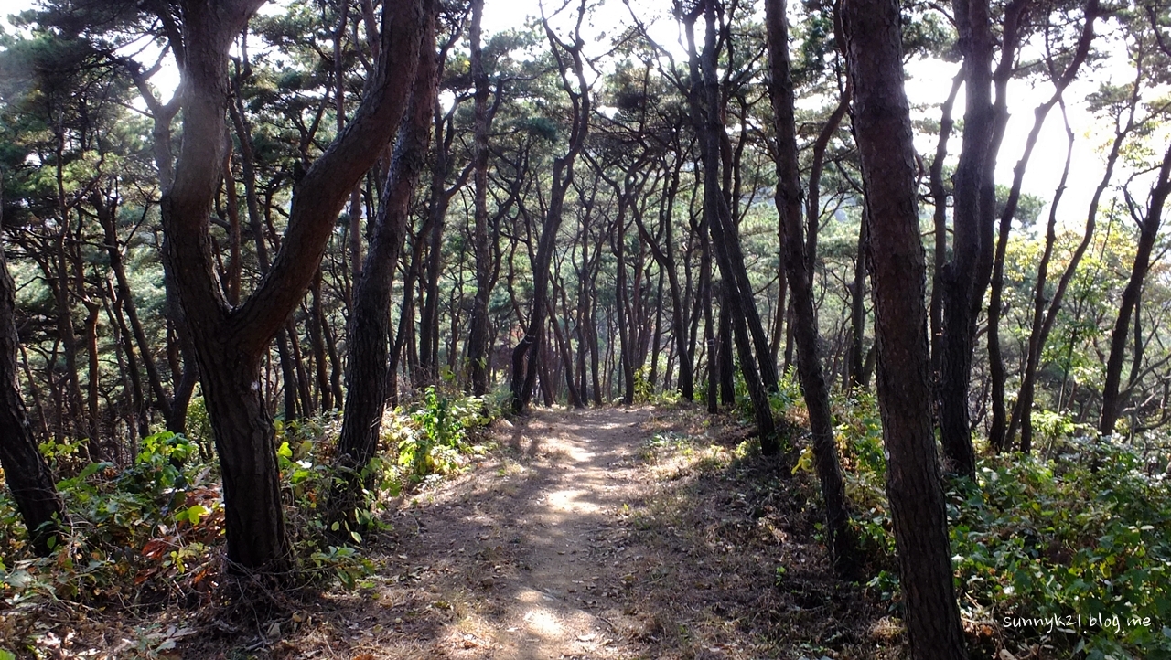 동생 봉우리로 가는 숲길에서 마주친, 고마운 리기다소나무. 