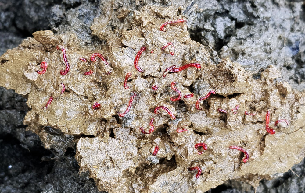 물 빠진 세종보 상류 펄밭을 손으로 파헤치자 최악의 수질오염 지표종인 붉은깔따구가 무더기로 발견되었다.