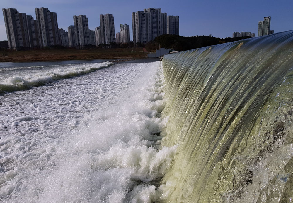 정부의 4대강 수문개방으로 수문이 열린 세종보에서 녹색 강물이 쏟아지고 있다.