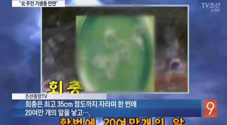 조선중앙TV 기생충병 예방 방송 내용까지 보여준 TV조선(11/16)