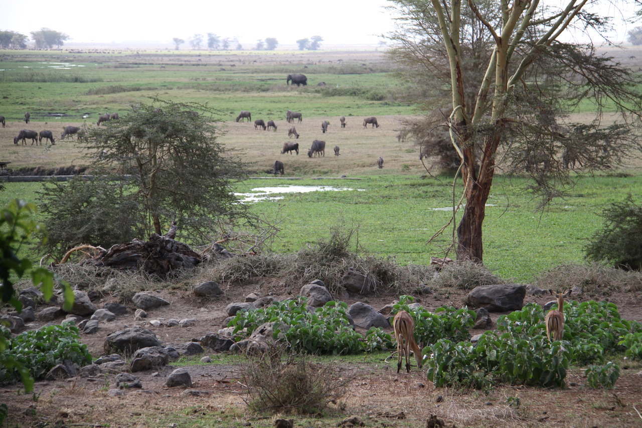 암보셀리의 롯지 바로 앞까지 들어와 풀을 뜯는 영양, 소떼, 코끼리떼 등 헤밍웨이가 만났을 동물들.
