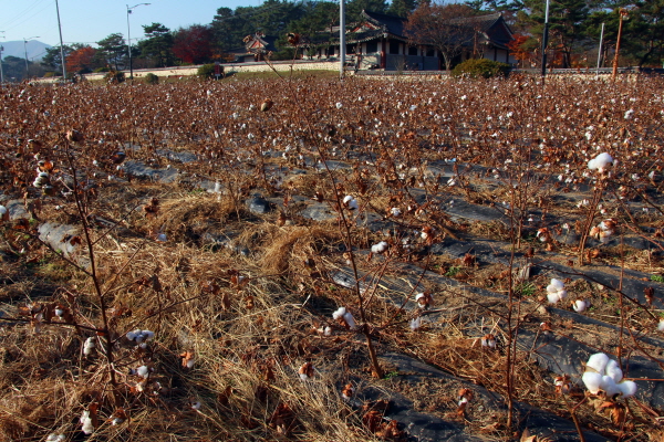 경남 산청군 단성면 목화 최초 재배지 앞에 있는 목화밭