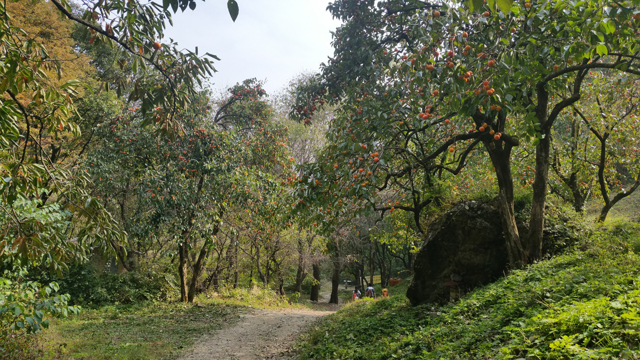 구봉산(전북 진안) 하산길에