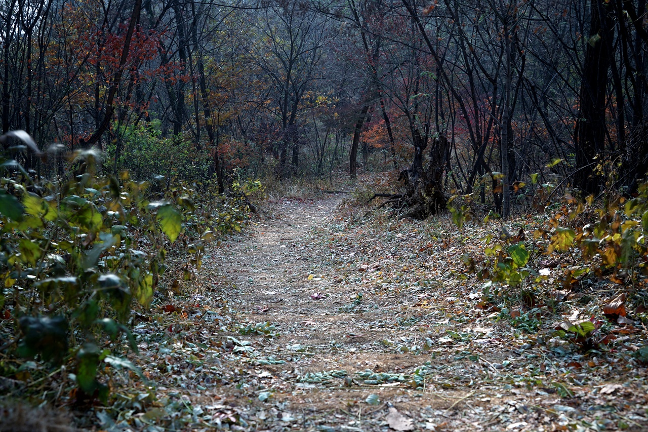 낙엽이 쌓인 산책길