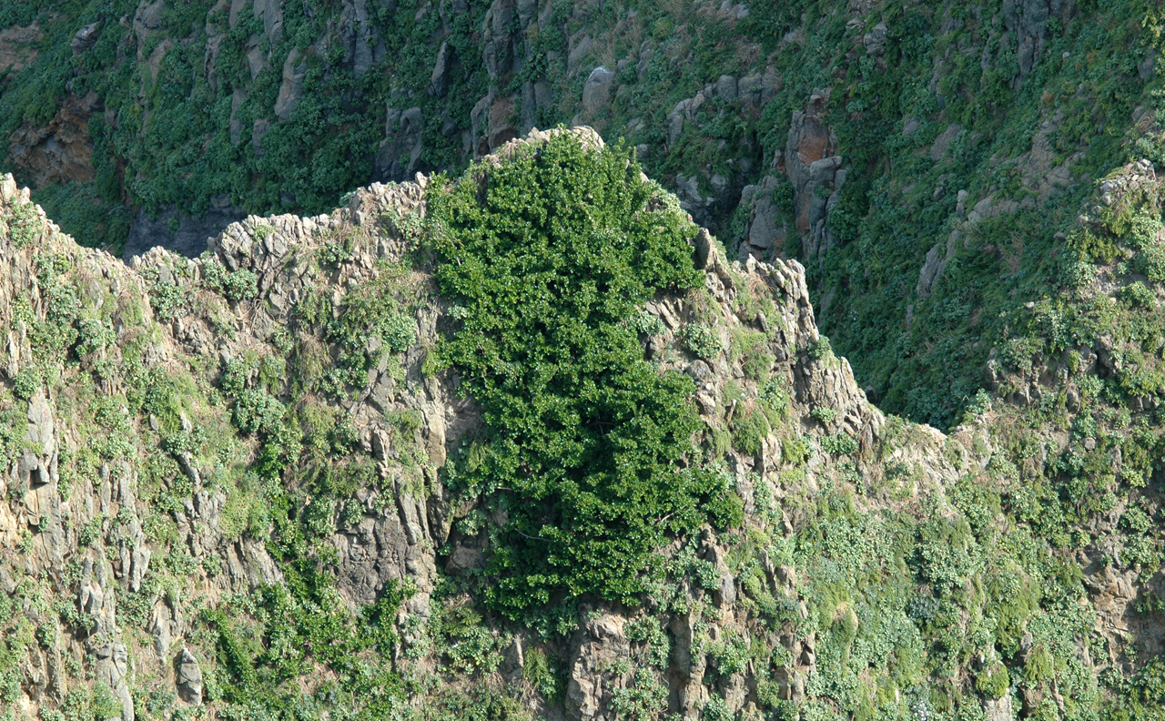 천연기념물 제538호인 독도사철나무. 독도의 나무들 중 가장 오래부터 살고 있는 것으로 알려져 있다.