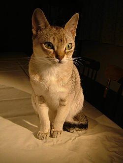 싱가포르의 토착 고양이인 ‘도랑 고양이’가 외지, 즉 해외파 고양이와 교배하여 생겨난 종으로, 세상에서 가장 작은 몸집의 고양이이다.   