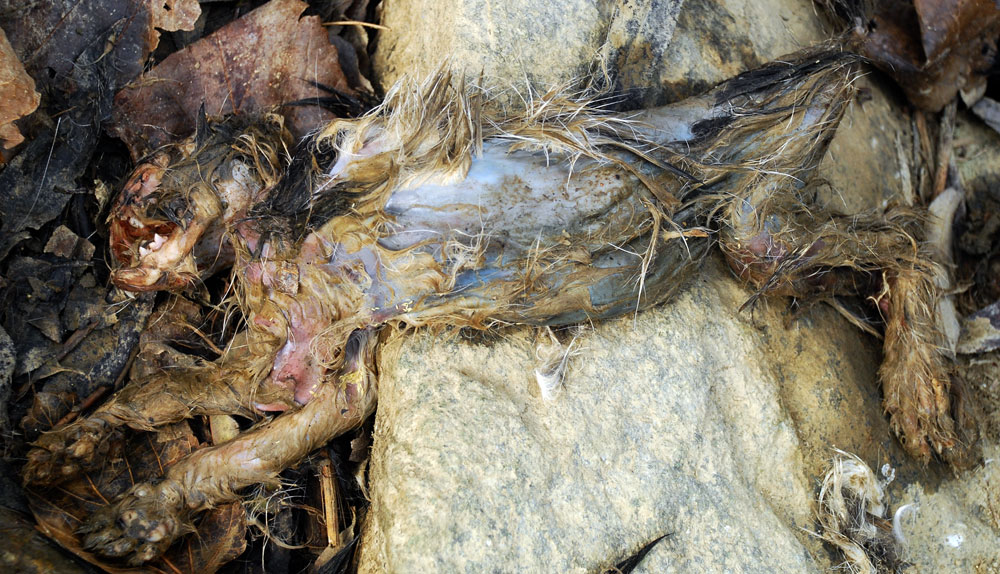세종보 수자원공사 선착장 인근에 죽은 사체로 발견된 너구리가 썩어가고 있다.
