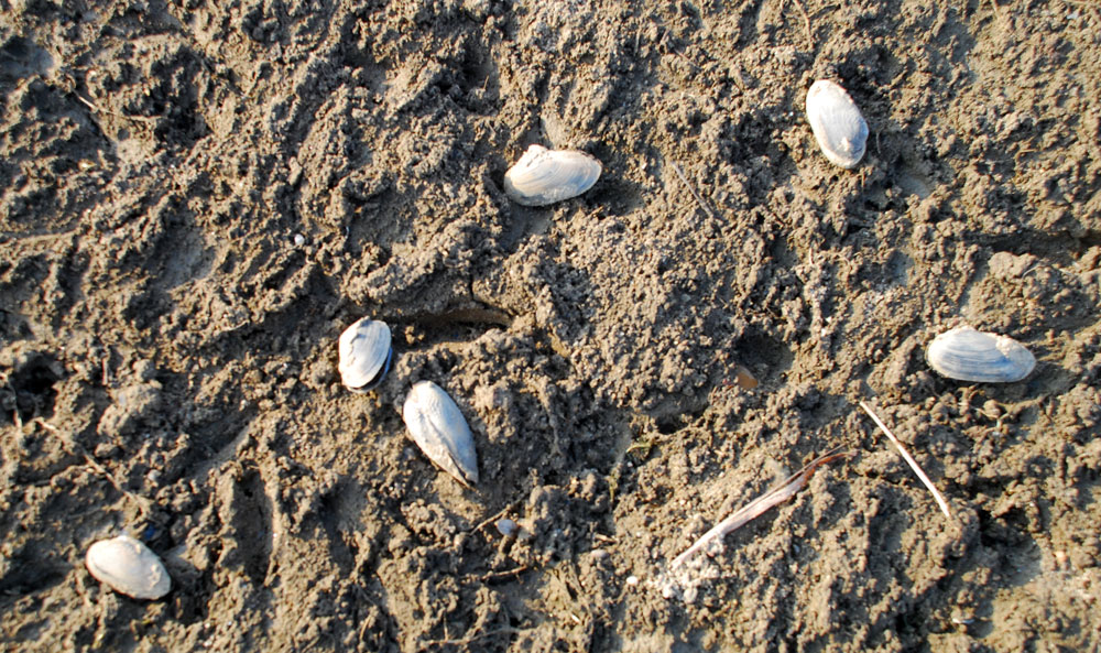 백제보 수문개방으로 물 빠진 상류 청양군 임장교 앞 펄밭에서 조개들이 죽어가고 있다.