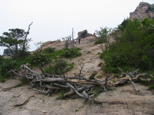 사람들 발길에 초토화된 설악산국립공원 권금성
