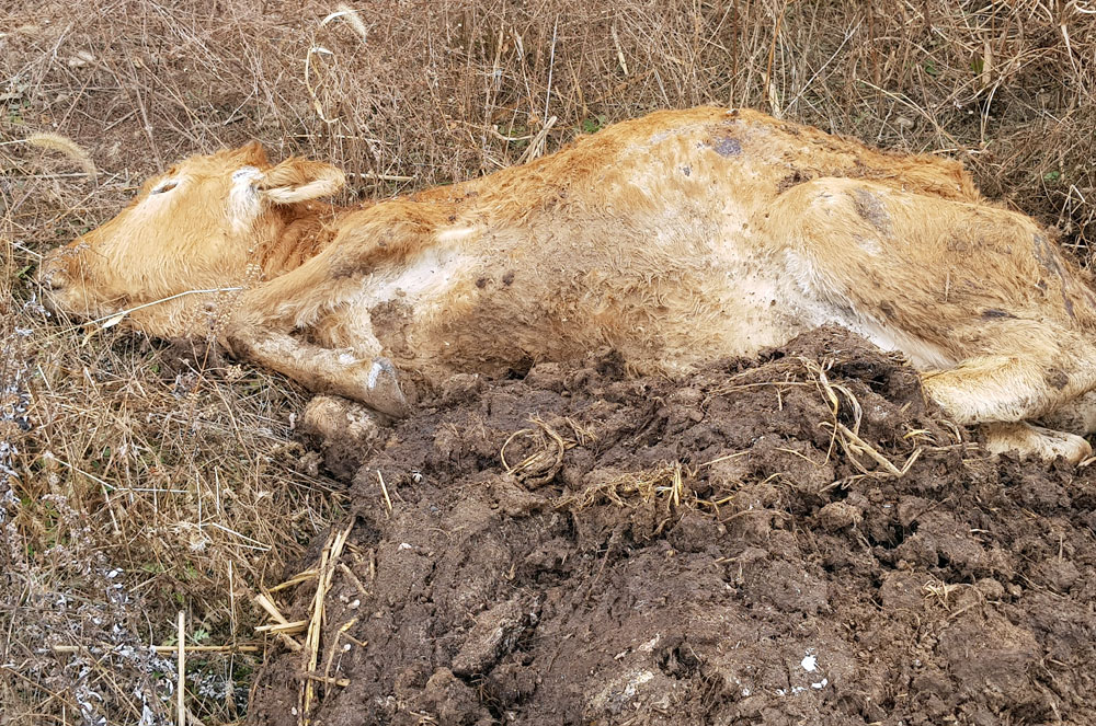 공주보 하류 2km 지점인 충남 공주시 우성면 옥성리 강변에 죽은 소가 내다버렸다.