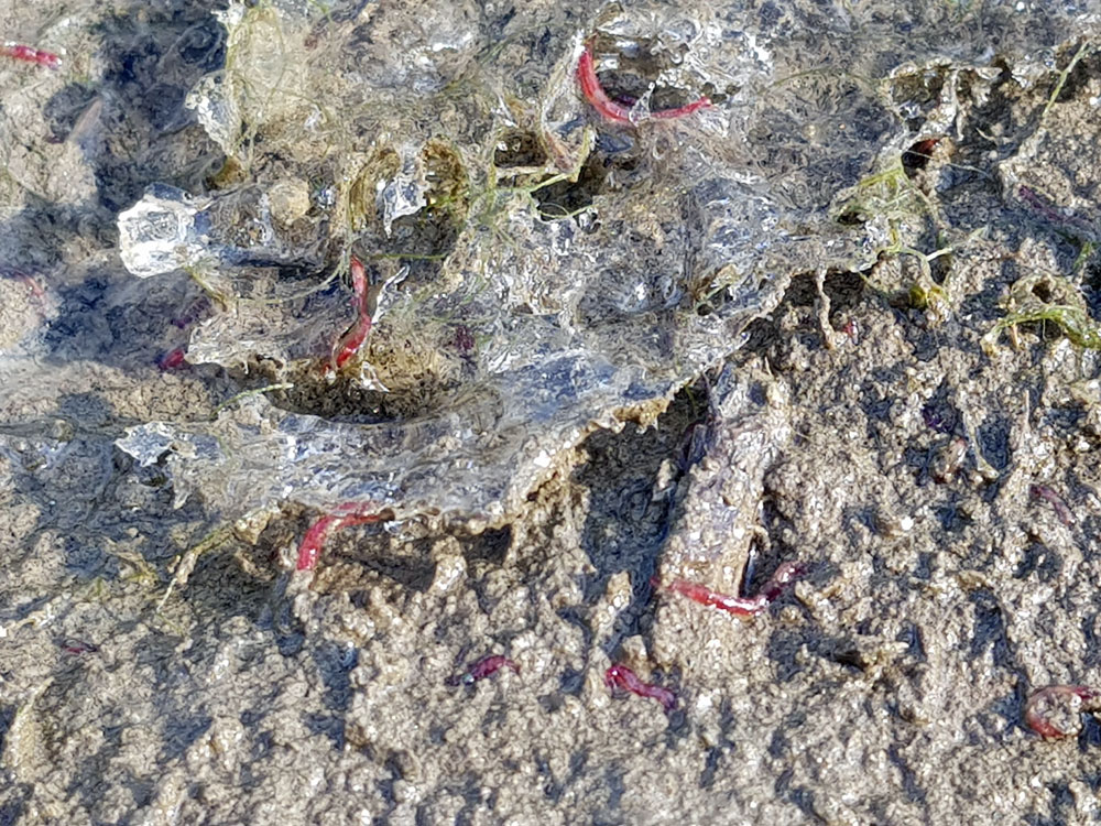 세종보 얼어붙은 펄밭에 환경부가 지정한 수생태 4급수 오염지표종인 붉은깔따구가 득시글하다.