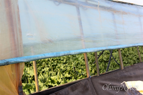 경남 합천군 청덕면 앙진리 일대 비닐하우스 재배단지로, 수막 재배하고 있다. 