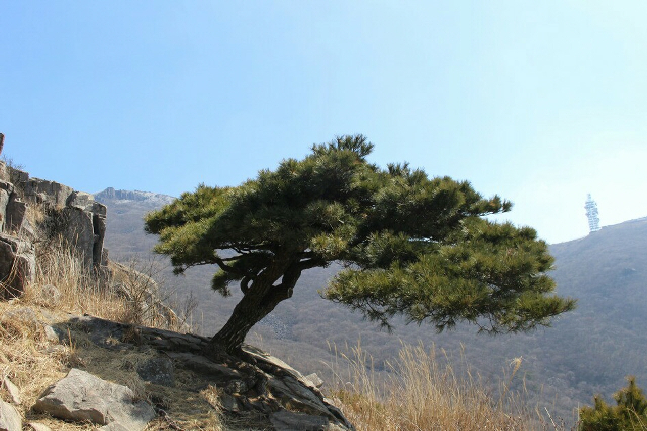 산비탈에서 매서운 겨울바람을 온몸으로 맞고 서있는 소나무, 정체성을 지키며 산다는 건 명예로운 일이다
