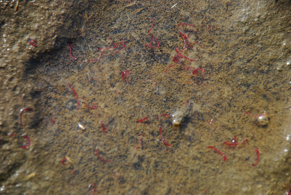 얼음이 녹아내린 공주보 상류에 환경부 지정 4급수 오염지표종인 붉은깔따구가 득시글하다.