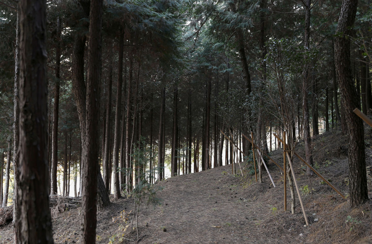초암정원의 편백숲길. 한낮인 데도 어둡다는 느낌이 들 정도로 숲이 빽빽하다.