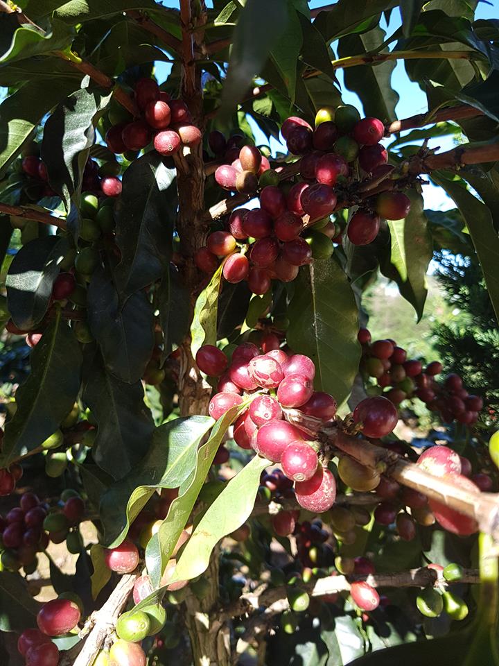 달랏 인근의 농촌에는 커피농장이 많다.