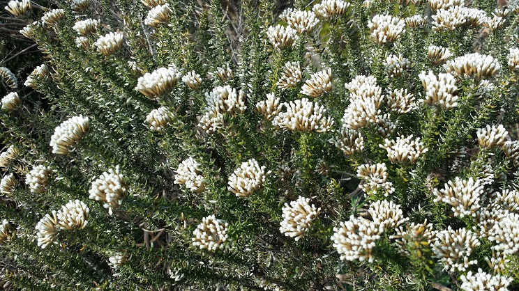 테이블마운틴의 바위 틈에 피어있는 바위돌꽃 속(Rhodiola) 식물꽃이 한창 피어있다. 정확한 종명은 모르겠다.