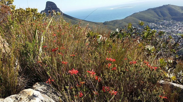 우리나라의 화원에 많이 심어 팔고 있는 에리카 속의 꽃이 이곳 남부아프리카 원산으로 테이블마운틴 등산로와 정상의 여기저기에 피어 있다.