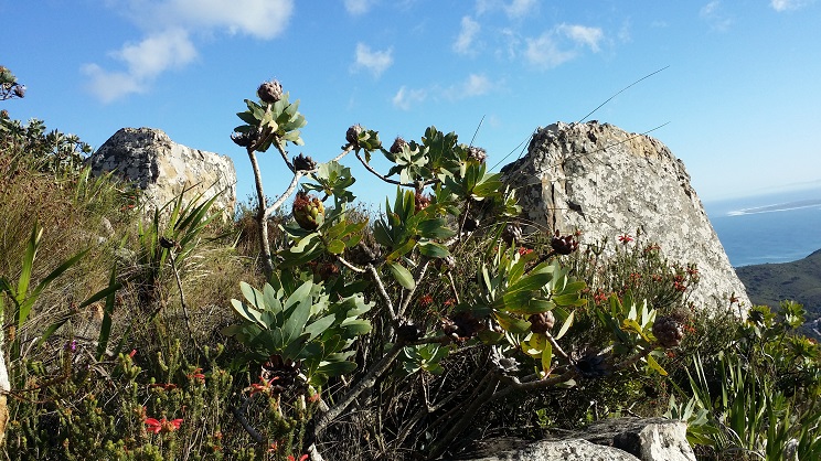 가운데 있는 목본이 레우카덴드론이고, 빨간 꽃을 피우고 있는 것이 막대에리카, 그 왼쪽에 있는 외떡잎 식물이 꽃이 시들어버린 '글라디올러스'이다.