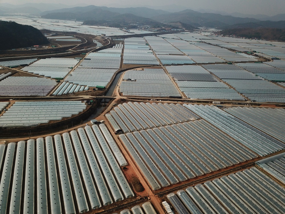  낙동강을 따라 빼곡히 들어선 비닐하우스들. 겨울 경북 성주의 비닐하우스에서 참외를 재배하고 있다. 그러나 이곳은 강물로 농사를 짓는 것이 아니라, 100미터 아래 암반관정을 뚫어 그 지하수로 농사를 짓고 있었다. 낙동강 보를 열어 수위를 떨어뜨려도 농사에 지상이 없다는 것이 최근 현장조사에서 밝혀졌다.  