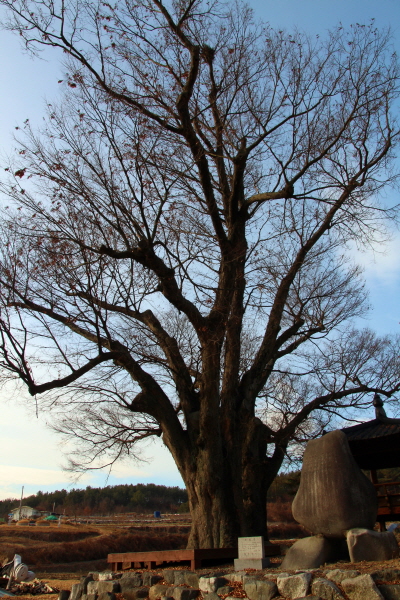 합천군 삼가면 외토리(外吐里) 토동마을 입구에는 450년이 넘은 커다란 느티나무 한 그루가 먼저 알은체를 하며 반긴다.