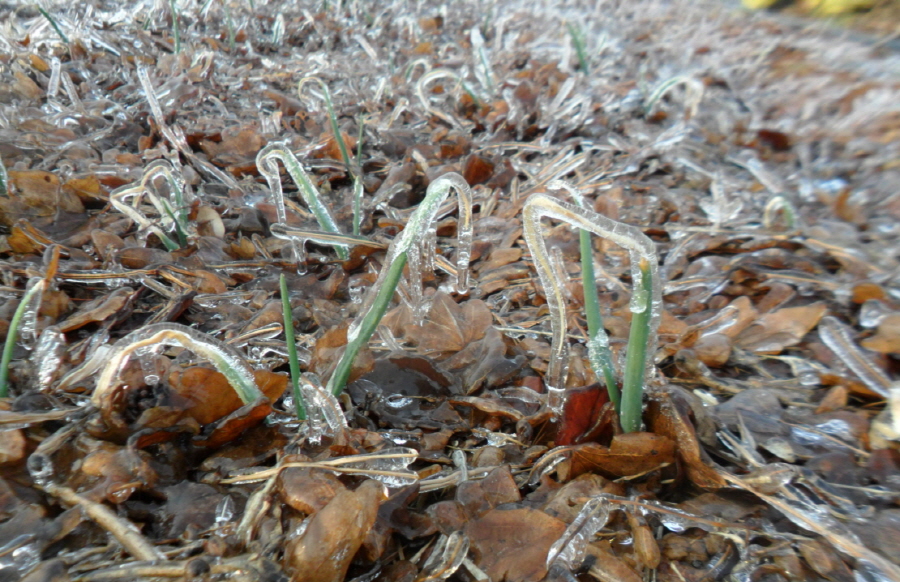 겨울가뭄 해소를 위해 물주기를 한 양파밭,월동작물은 추위보다 겨울가뭄이 더 힘들다.