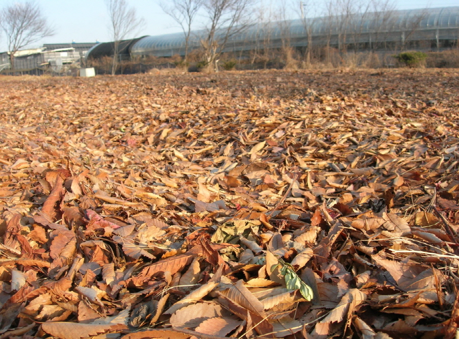흙의 침식을 막고 수분유지를 위해 낙엽을 덮어준 마늘밭