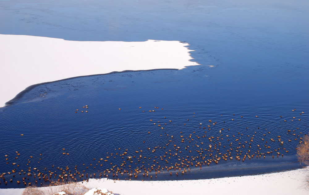  4대강 사업으로 금강을 찾는 철새들이 급감한 가운데 얼음이 뚫린 곳에 모여 있다.