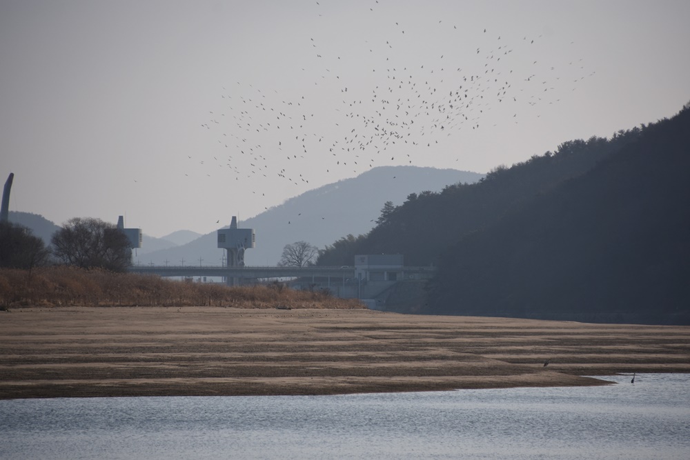  상류에서 새때들이 원을 그리며 춤을 추고 있다. 합천보 수문을 개방하자 새들이 돌아온 것이다. 생명이 되살아나고 있다.