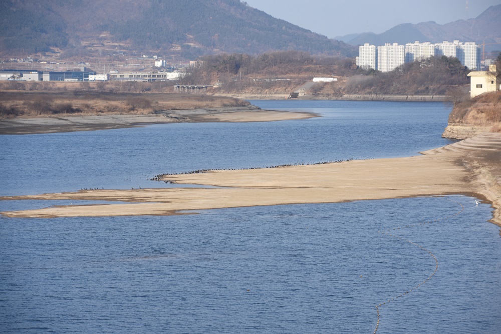 합천보 수문을 개방하자 곳곳에서 모래톱이 드러나고, 그곳에 겨울철새들이 내려앉아 쉬고 있다