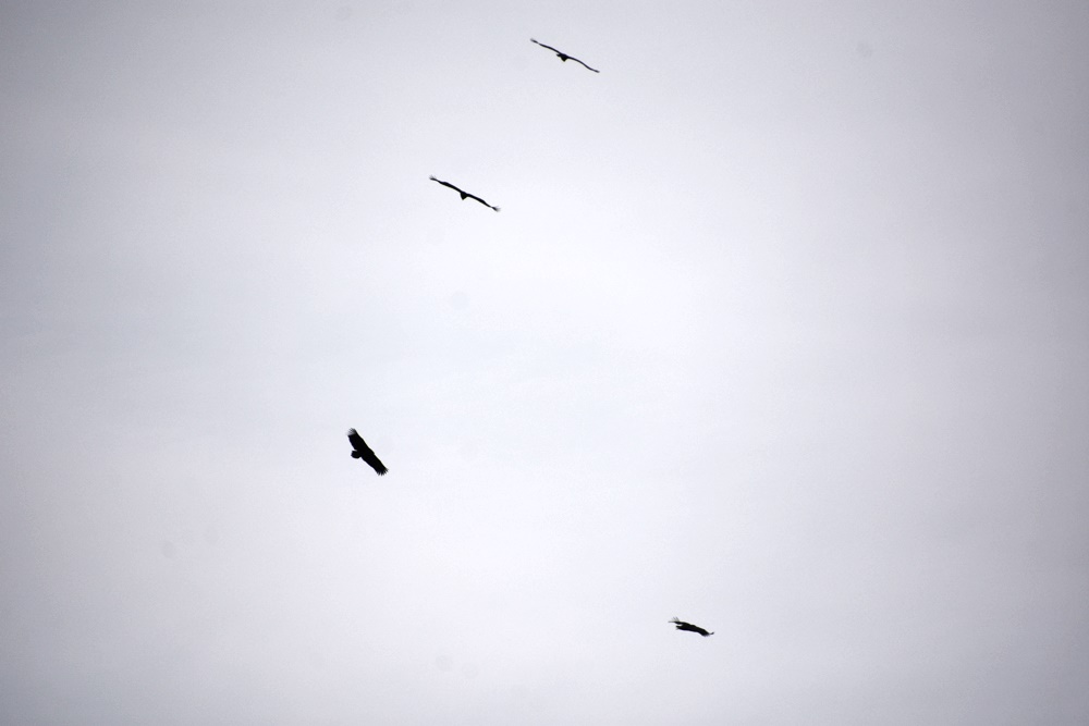 겨울 철새인 독수리가 낙동강 하늘 위를 선외하면서 비행하고 있다. 