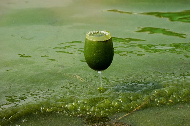 녹색강으로 변한 낙동강. 이를 상징적으로 보여주는 낙동강 녹조라떼. 