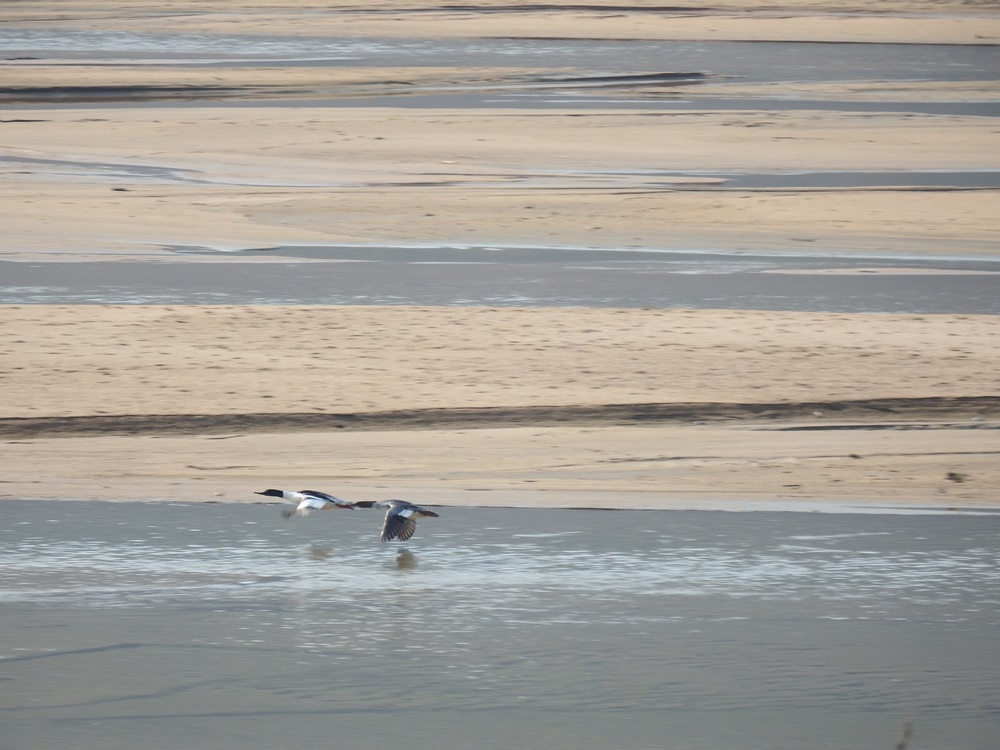 모래강 내성천을 찾은 비오리 한쌍이 수면 위를 날고 있다. 한 폭의 그름이다. 