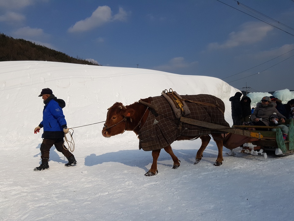 여름에 논과 밭을 갈기 위해 일을 하는 소가 '얼음분수축제'에서는 관광객들을 위해 썰매를 끌고 있다. 알프스 마을 주민이 이끄는 눈썰매를 타는 재미도 재밌다. 
