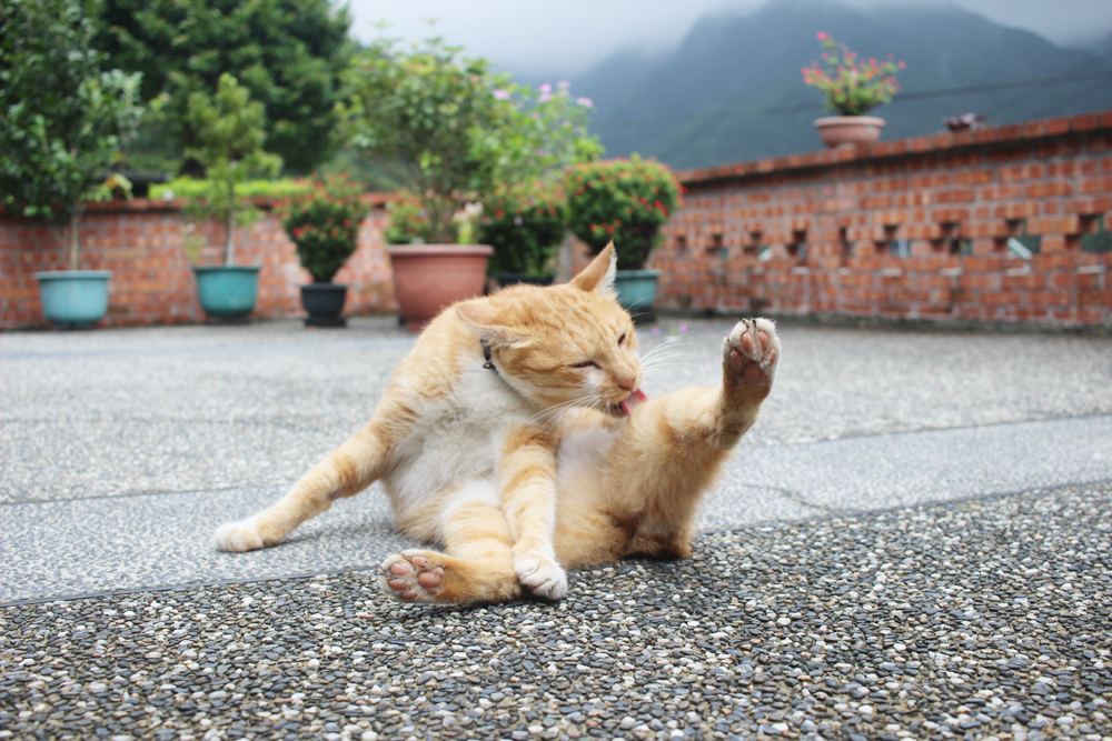 대만의 고양이 마을 허우통에서 만난 길고양이