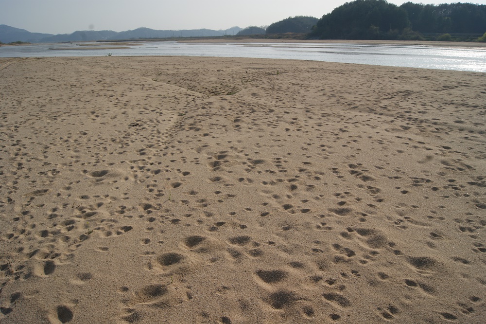 무수한 생명들의 발자국. 강은 야생동물들에겐 마실 물의 공급처란 측면에서 반드시 필요한 공간이다. 모래강 내성천의 생명의 질서를 느끼게 만드는 장면이 아닐 수 없다. 모래강 내성천의 아름다운 모습.    